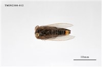 藏品(榕透翅毒蛾)的圖片